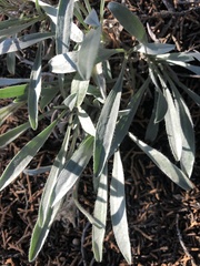 Oreocarya fulvocanescens