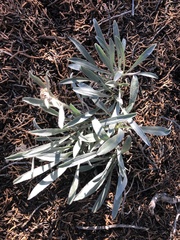 Oreocarya fulvocanescens