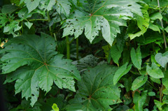 Begonia parviflora
