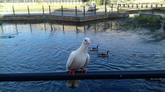 Columba livia domestica