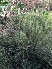 Fimbristylis ferruginea