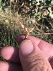 Fimbristylis ferruginea