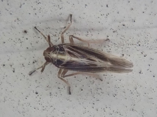 Taro planthopper