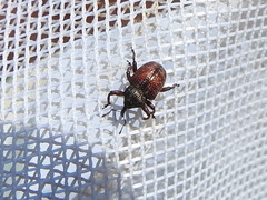 Chalcodermus