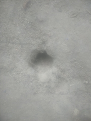Talpa europaea