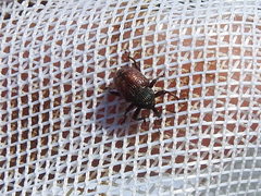 Chalcodermus