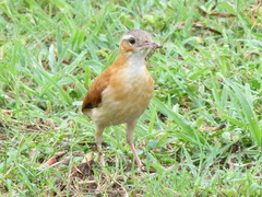 Furnarius leucopus