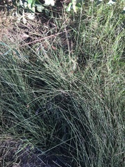Fimbristylis ferruginea