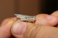 Melanoplus complanatipes