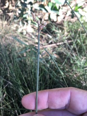 Fimbristylis ferruginea