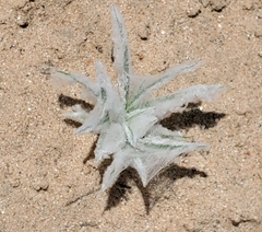 Dasyochloa pulchella