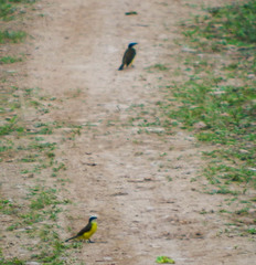 Myiozetetes cayanensis