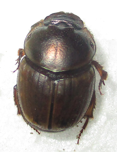 Gazelle Scarab