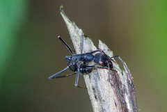 Neoponera apicalis