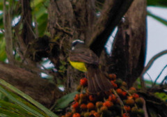 Myiozetetes cayanensis