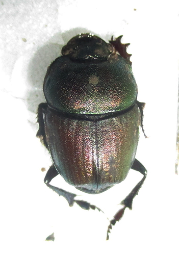 Phalops dregei