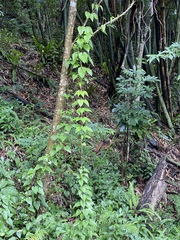 Stemona tuberosa