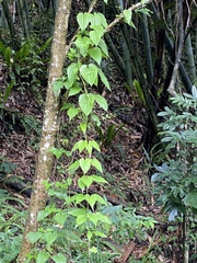 Stemona tuberosa