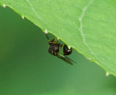Eucharitinae
