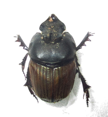 Phalops wittei