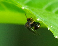 Eucharitinae