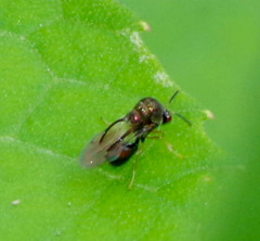 Eucharitinae