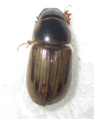 Neocalaphodius moestus