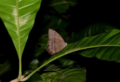 Taygetis nympha