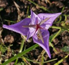 Tigridia durangensis