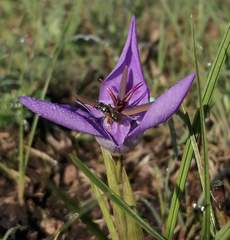 Tigridia durangensis