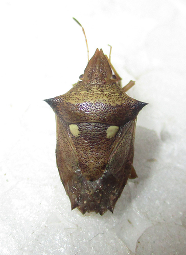 Diploxys bipunctata