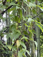Stemona tuberosa