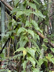 Stemona tuberosa