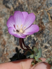 Epilobium siskiyouense