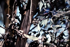 Eucalyptus campaspe