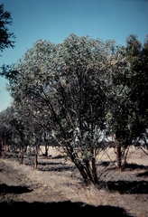 Eucalyptus campaspe