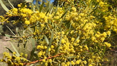 Acacia decora
