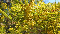 Acacia decora