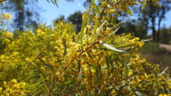 Acacia decora