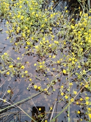 Ranunculus gmelinii purshii