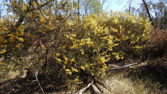 Acacia triptera