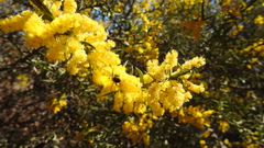 Acacia triptera