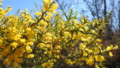Acacia triptera