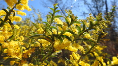 Acacia triptera