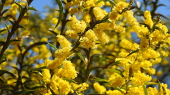 Acacia triptera