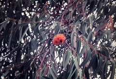 Eucalyptus chartaboma