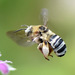 Common Longhorn Bee - Photo (c) Martin R. Lucas, some rights reserved (CC BY-NC), uploaded by Martin R. Lucas