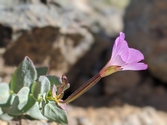 Epilobium siskiyouense