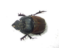 Phalops wittei