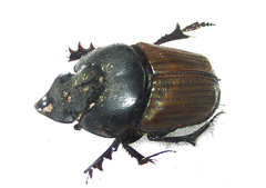Phalops wittei
